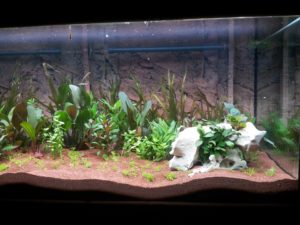 aquarium-248144_960_720