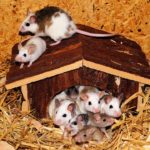 mouse-family-443297_960_720