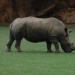 rhino-185418_960_720