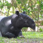 tapir-279016_960_720