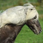 Iceland Pony Pony Horse Iceland Horse Nature Mane