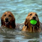 Canine Play Beach Dogs Pet Water Summer Wet