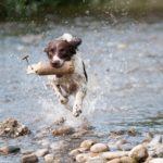 Movement Joy Dog Run Water