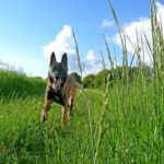 Nature Dog Fast Malinois Run Belgian Shepherd Dog