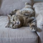 The British Cat Sofa Cute Cat Lazy Cat