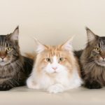 Three Cute Animal Cats Maine Coon Cats Feline