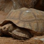 african-spurred-tortoise-406787_960_720