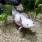 axolotl-2193331_1280