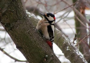 bird-1121276_960_720
