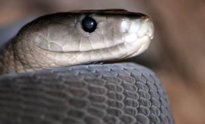 Hartebeespoort_Zoo_and_snake_park,_Black_Mamba_-_panoramio