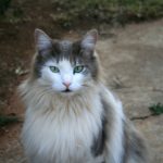 ragdoll-cat-with-green-eyes