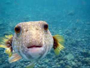 1024px-Arothron_hispidus_is_kissing_my_camera_at_Big_Island_of_Hawaii