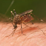 Mosquito_Tasmania_crop