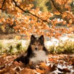 Sheltie Tree Autumn Lying Dog
