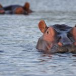 hippo-hippopotamus-animal-look-46540
