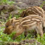 wild-boar-piglets