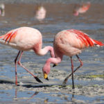 Flamingos_Laguna_Colorada – kopie