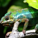 Multi-coloured Chameleon Lizard