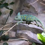 chameleon-1475584_1280