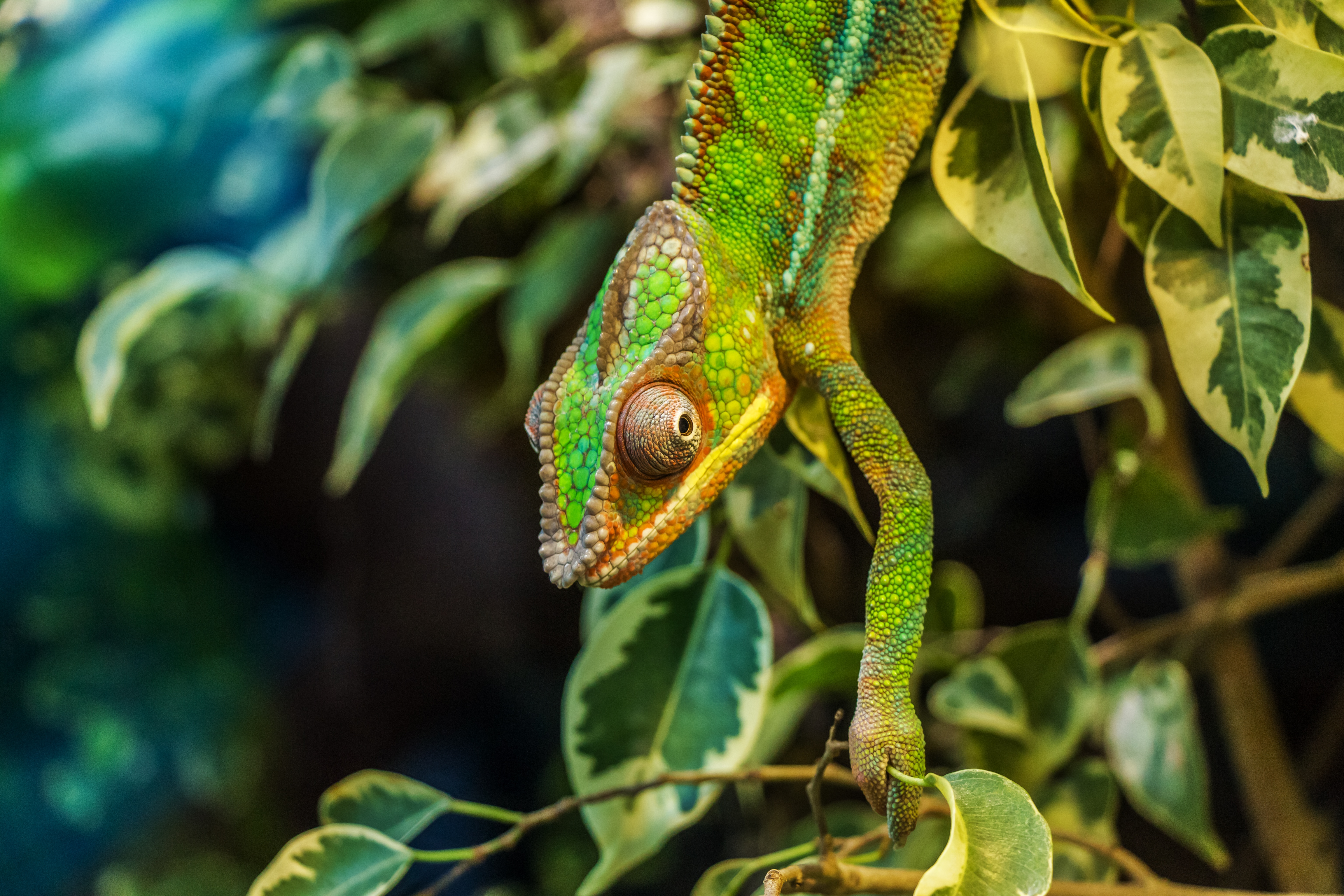 chameleon-parduckameleon-furcifer-pardalis-reptile-53575