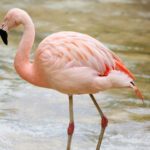 flamingo-by-the-lake-1200122_1280