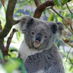 koala-2363007_1280