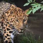 leopard-1555920_1280
