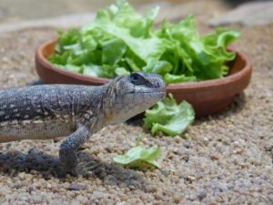 reptile-68849_1280