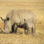 rhinos-382401_1280