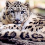 snow-leopard-1463457416BI7