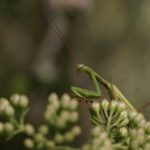 Praying Mantis Fishing Locust Mantodea
