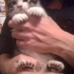 The_multiple_toes_of_a_polydactyl_kitten