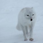 polar-fox-404310_1280