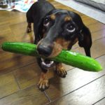 1024px-Dogs_like_cucumbers_&_cucumbers_like_dogs