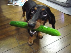1024px-Dogs_like_cucumbers_&_cucumbers_like_dogs