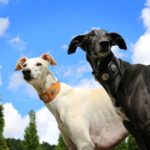 Galgo Greyhound Sighthound