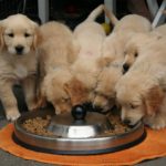 Golden Retriever Puppy Dog Puppy While It Is Eating
