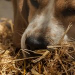 Hunting Dog Pack Beagle