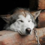 Nap Pet Sled Dog Denali Husky Dog House Sleep