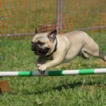 Pedigree Dog Jumping Breed Training Pug