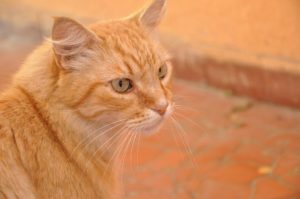 cat-715636_960_720