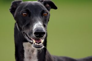 greyhound-2216309_1280