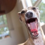 Greyhound Purebred Pet Whippet Animal Breed Dog