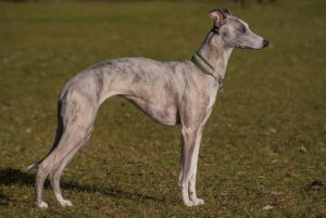 Whippet_bitch,_2,5_years_old,_Blue_Brindle,_Djuma_Duchess_of_Fox_For_Manor.jpeg