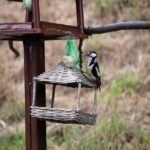 great-spotted-woodpecker-2471083_1280
