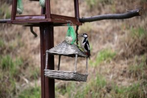 great-spotted-woodpecker-2471083_1280