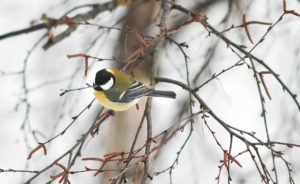 tit-599490_1280