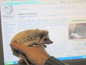 Atelerix_albiventris_-_female_five_months