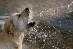 dogs-yellow-labrador-retriever-animal-golden-160740