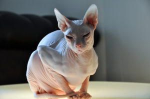 Don_sphynx